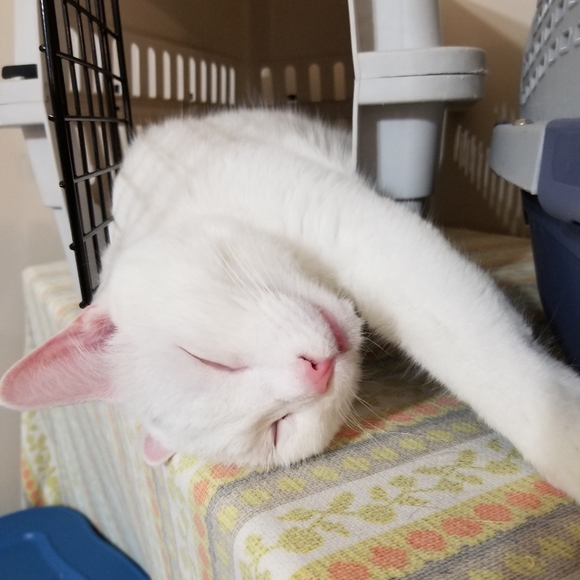 Meet your Posher, Sunshine - Picture 3 of 9